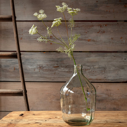 Queen Annes Lace White