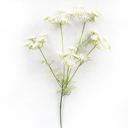 Queen Annes Lace White