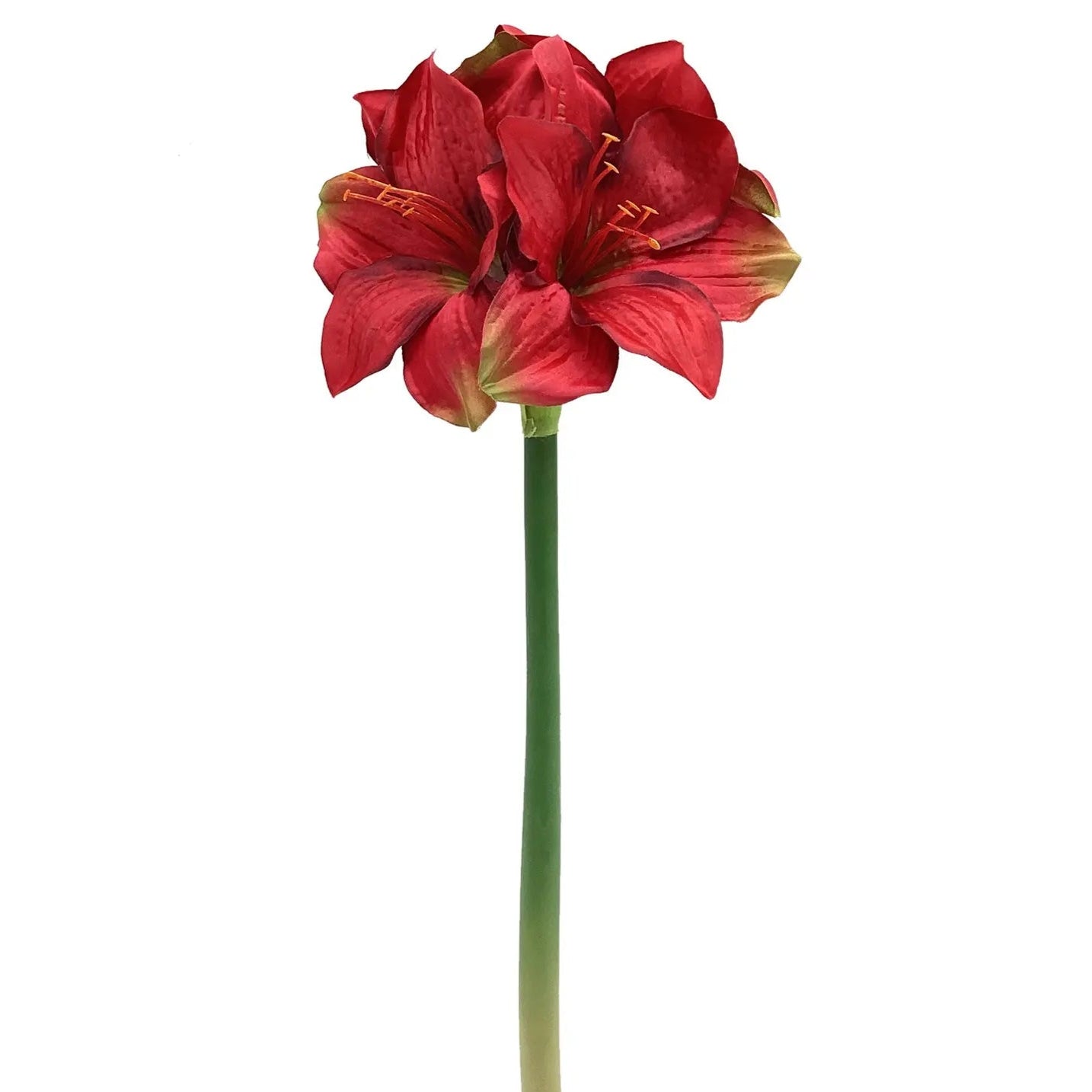 Amaryllis- Red