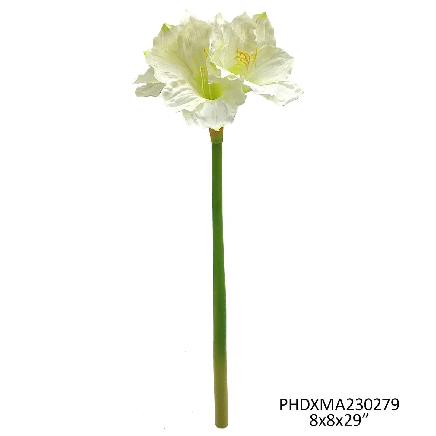 Amarylllis- White