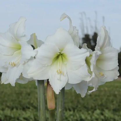 Amaryllis Bulb with Olive Lacquer Base