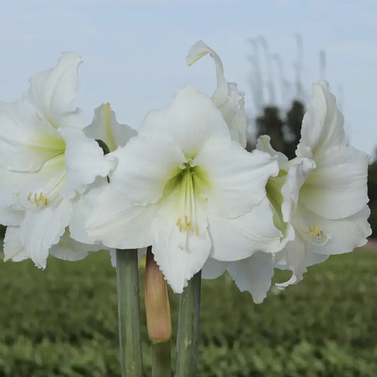 Amaryllis Bulb with Olive Lacquer Base