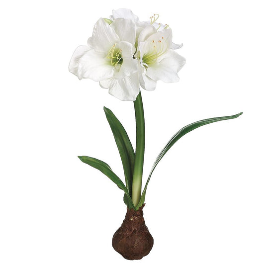 Standing Amaryllis Bulb- White