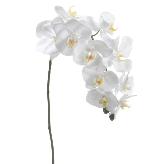 White Phalaenopsis Spray