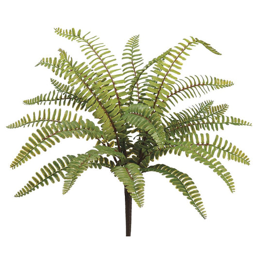Boston Fern Bush
