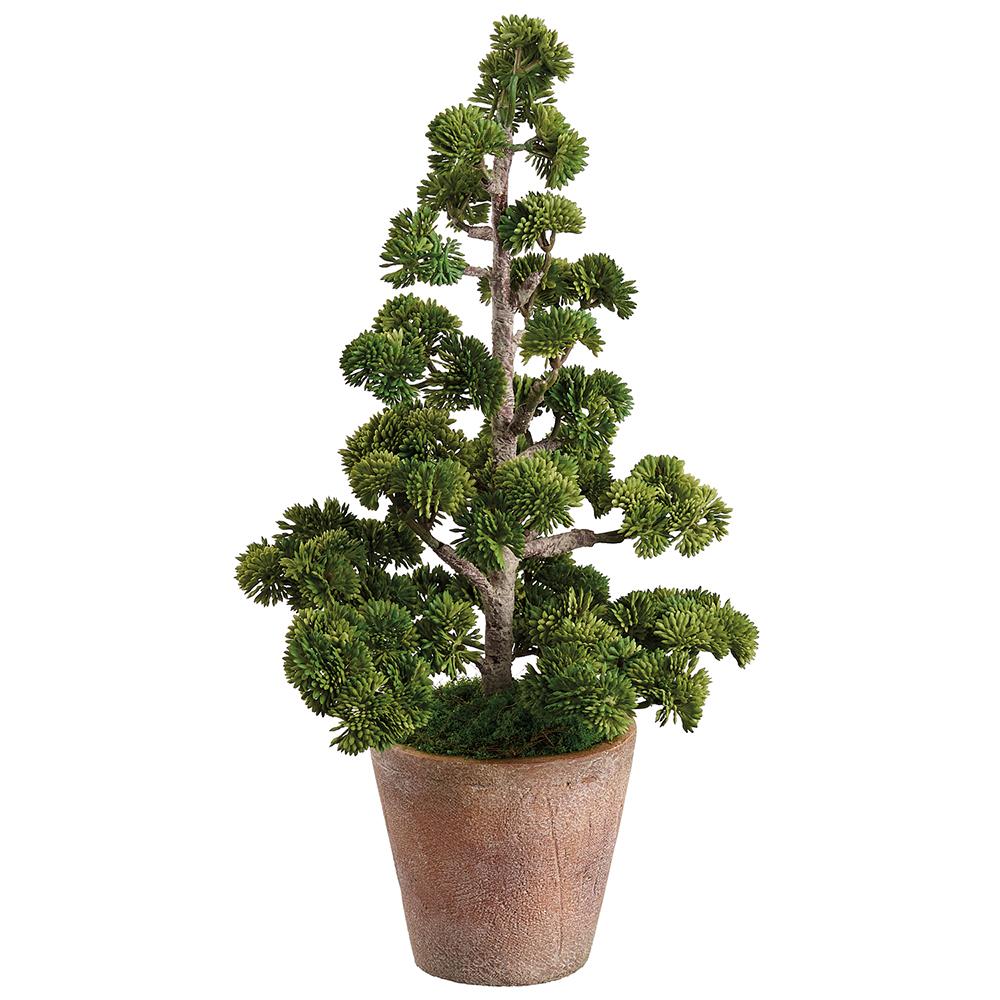 Ming Pinetree in Cement Pot