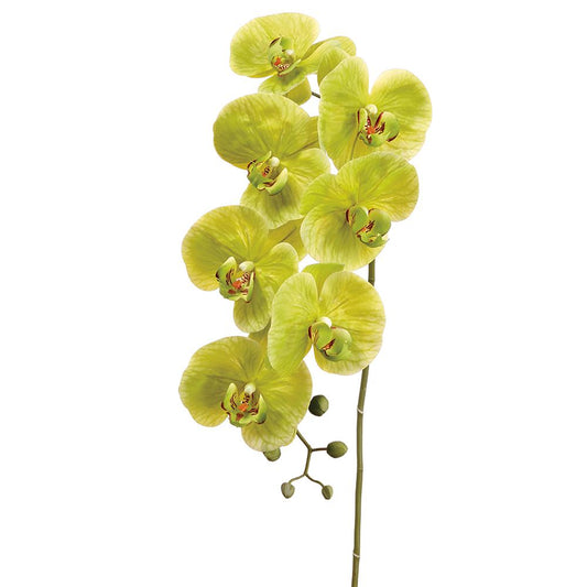 Yellow Phalaenopsis Spray