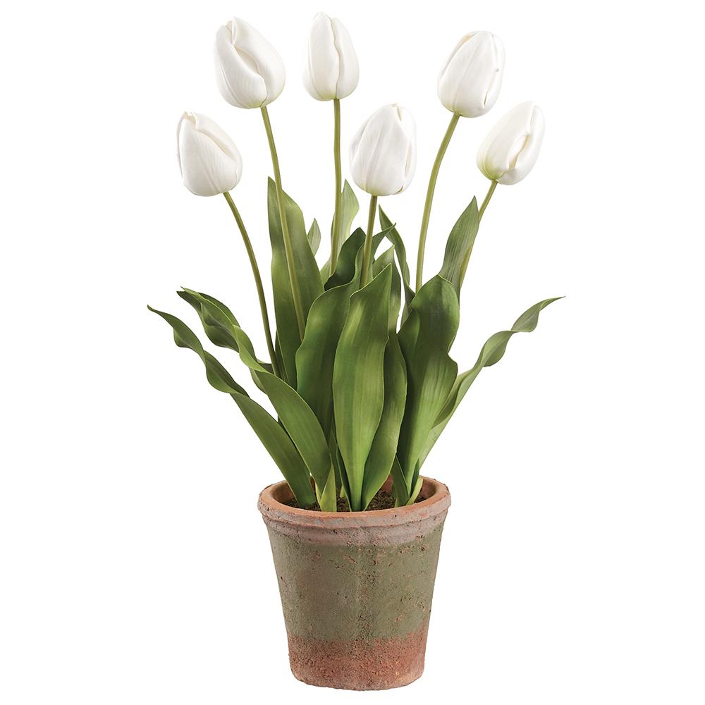 Tulip in Aged Clay Pot