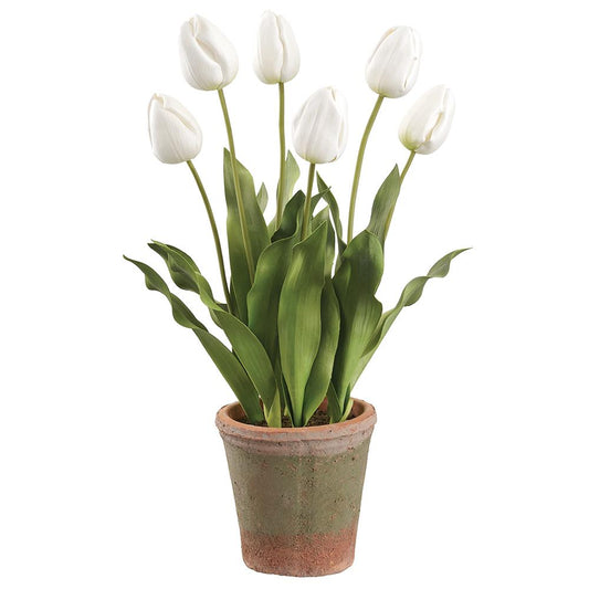 Tulip in Aged Clay Pot