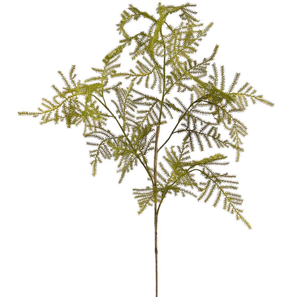 Asparagus Fern Spray