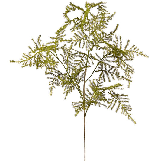 Asparagus Fern Spray
