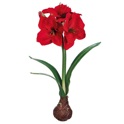 Standing Amaryllis Bulb- Red