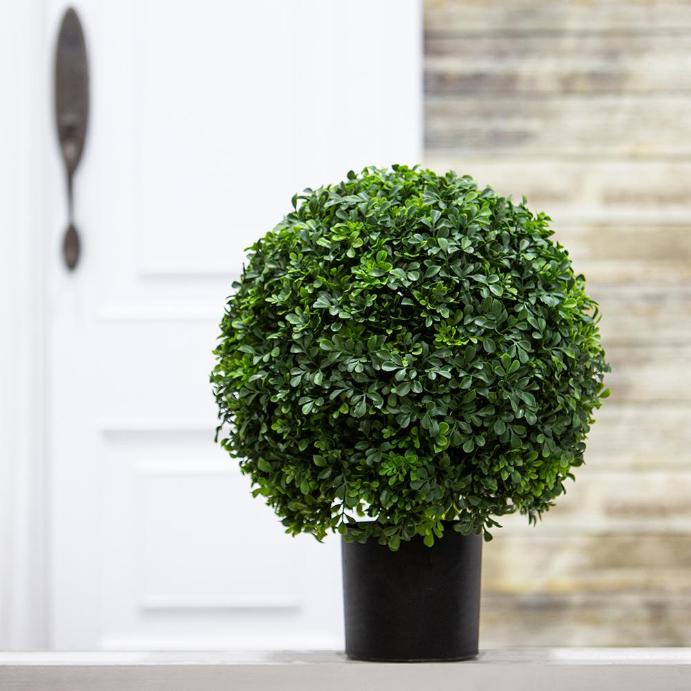 Boxwood Ball Topiary