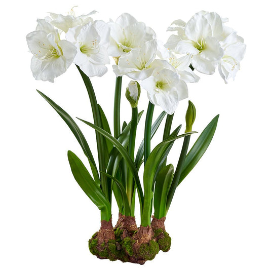 Amaryllis with Bulbs