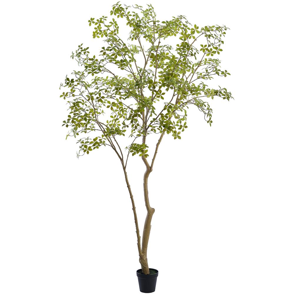 Enkianthus Tree