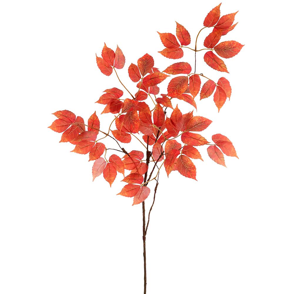 Virginia Creeper Leaf Spray Rust