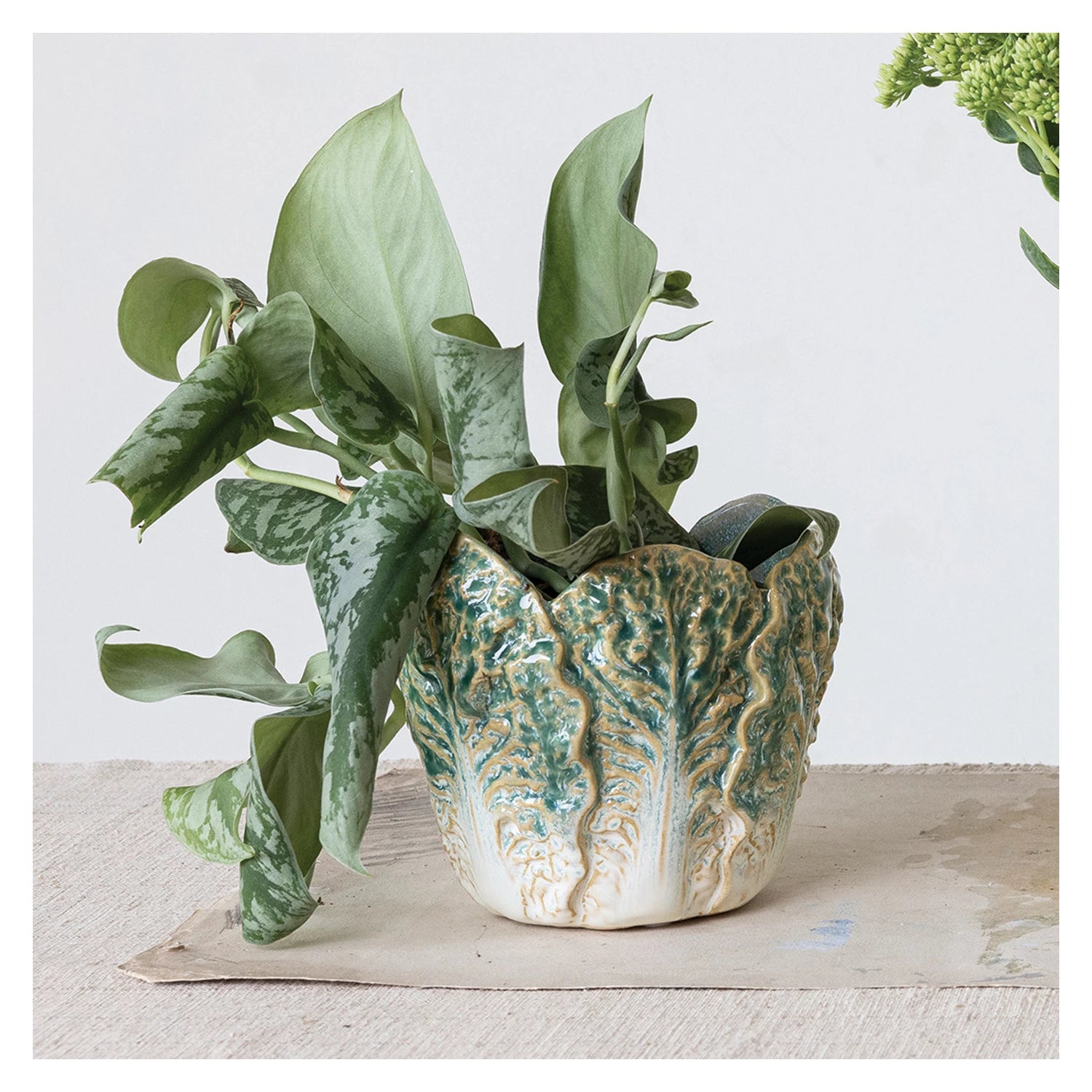 Cabbage Container – Singletary's Flowers and Gifts