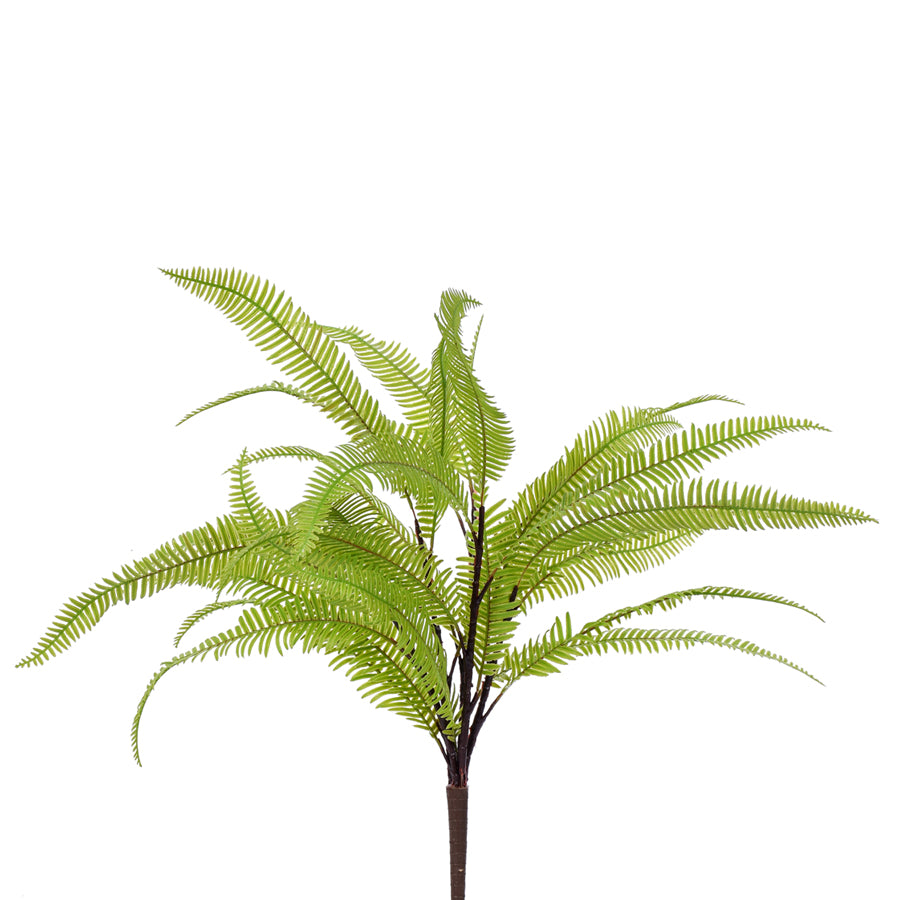 Feathered Fern Bush