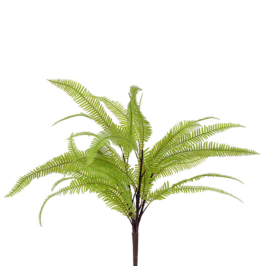 Feathered Fern Bush