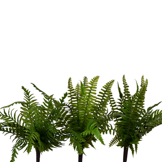 Small Soft Touch Fern