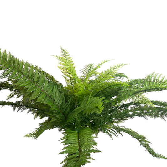 XL Fern