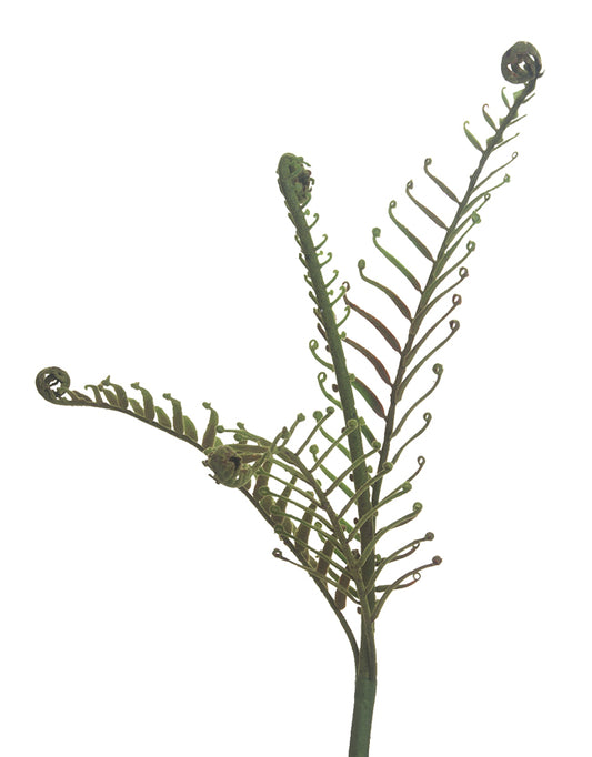 Large Boston Fern Stem