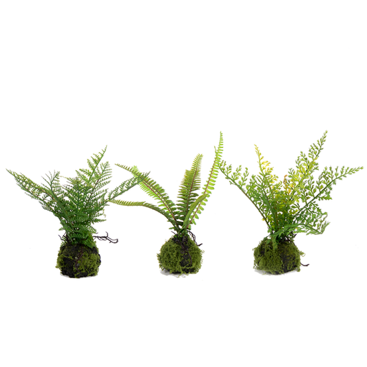 Assorted Small Fern in Moss