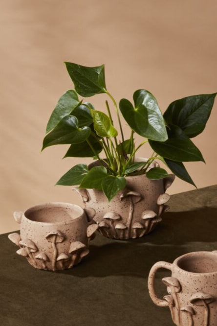 Mushroom Container