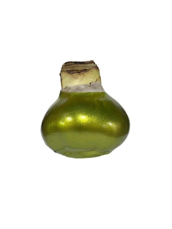 Amaryllis Bulb with Olive Lacquer Base