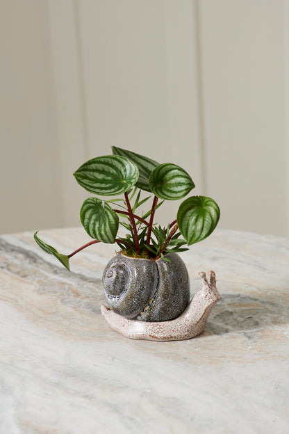 Snail Pot with Saucer
